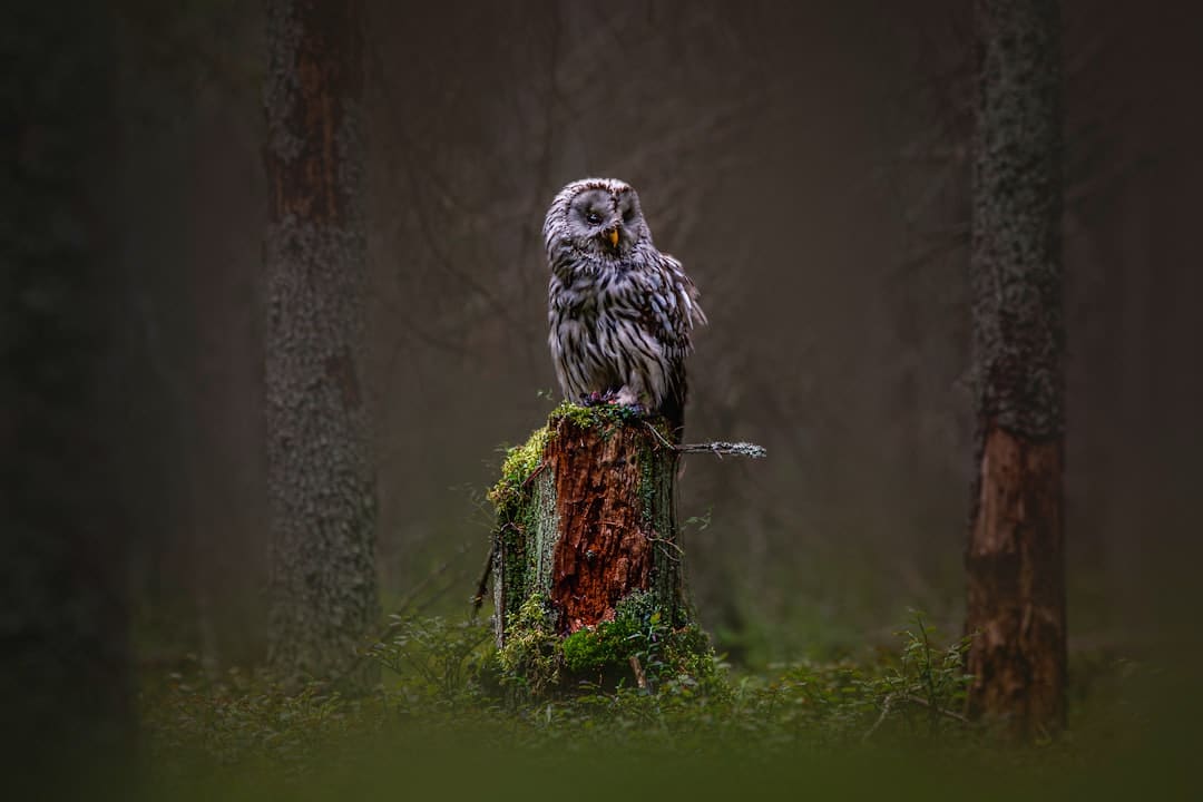 https://p1.img.cctvpic.com/photoworkspace/contentimg/2025/09/06/2025090610053811759.png